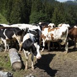 Lors de fortes chaleurs, les besoins quotidiens en eau d'une vache passe de 80 à 140 litres à au moins 180 litres (image d'illustration).